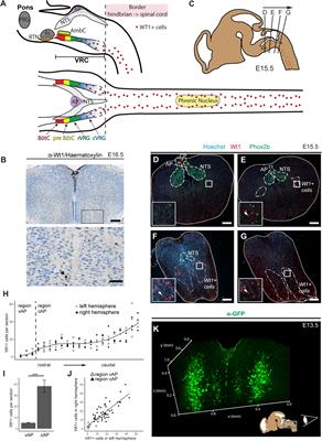 Wt1 Positive dB4 Neurons in the Hindbrain Are Crucial for Respiration